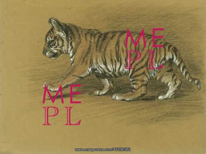  : Tiger Cub