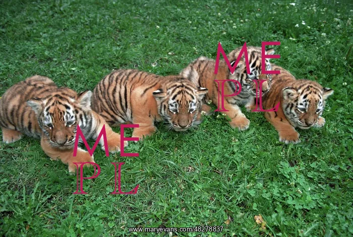 : Tiger cubs, 1996 : Tiger cubs, 1996