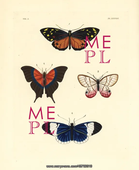 : Tiger, daggerwing, satyr and sapho butterflies : Tiger, daggerwing, satyr and sapho butterflies