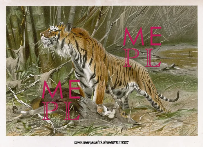 : TIGER AND DEAD DEER : TIGER AND DEAD DEER