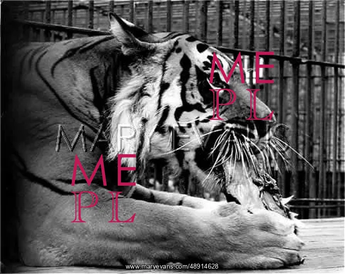 : TIGER EATING AT ZOO : TIGER EATING AT ZOO