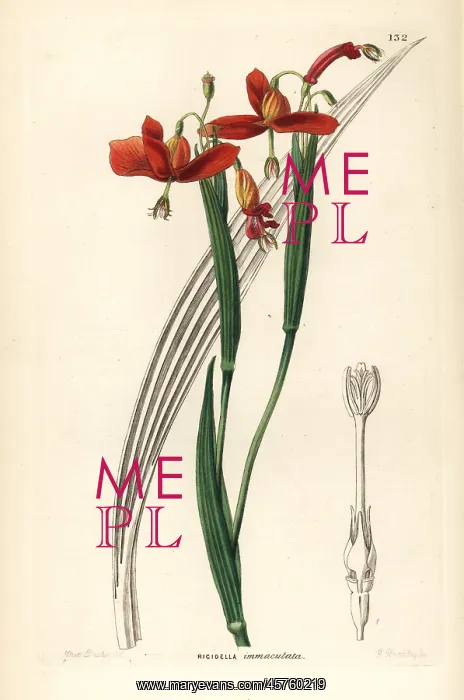 : Tiger flower, Tigridia immaculata : Tiger flower, Tigridia immaculata
