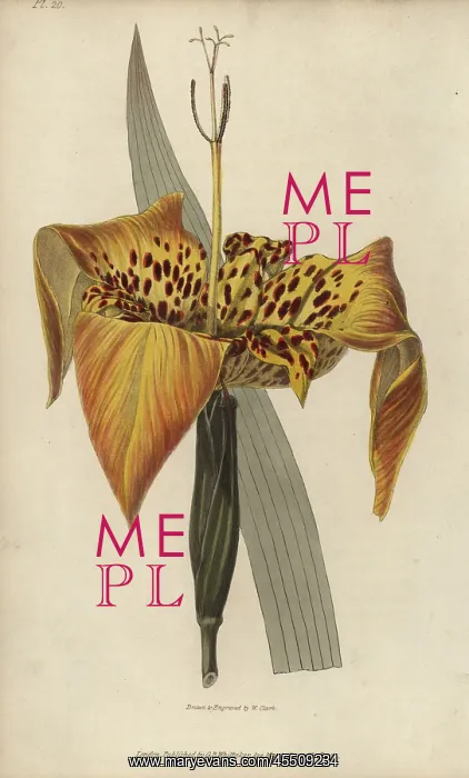 : Tiger flower, Tigridia pavonia : Tiger flower, Tigridia pavonia