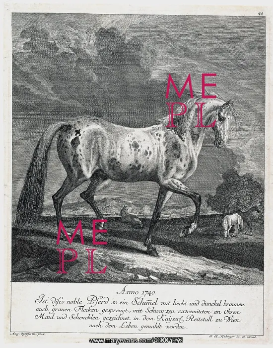 : Tiger grey horse from the Imperial riding stable : Tiger grey horse from the Imperial riding stable