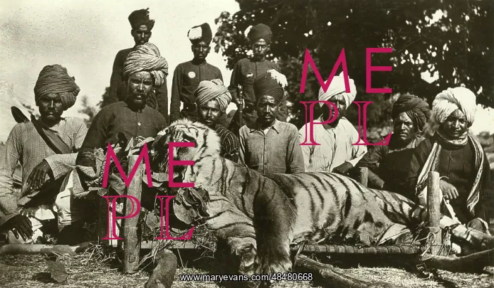  : Tiger hunt in India