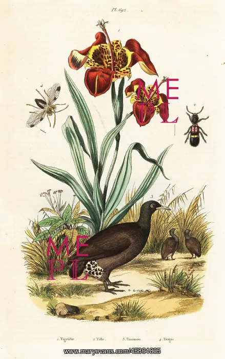 : Tiger iris and great tinamou : Tiger iris and great tinamou