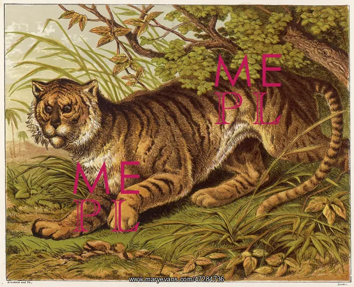 : Tiger in the Jungle : Tiger in the Jungle