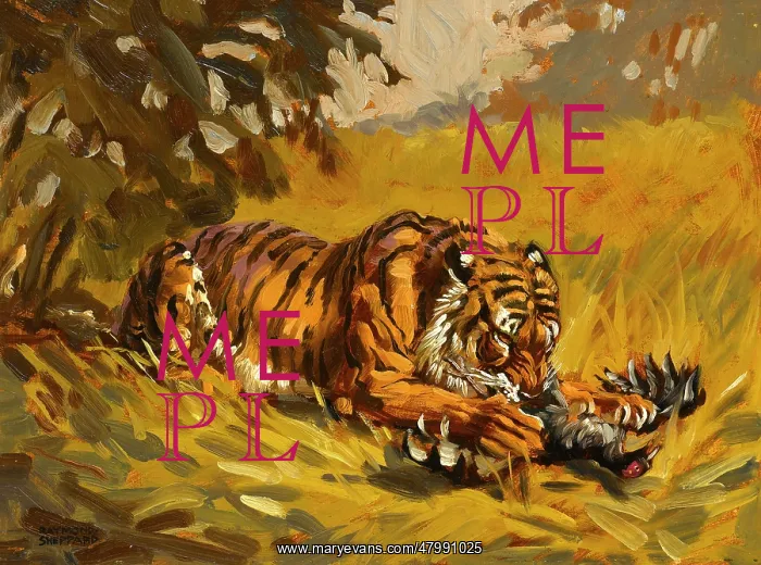  : Tiger with a kill