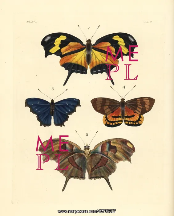 : Tiger leafwing, orsis bluewing and Ceretes thais moth : Tiger leafwing, orsis bluewing and Ceretes thais moth