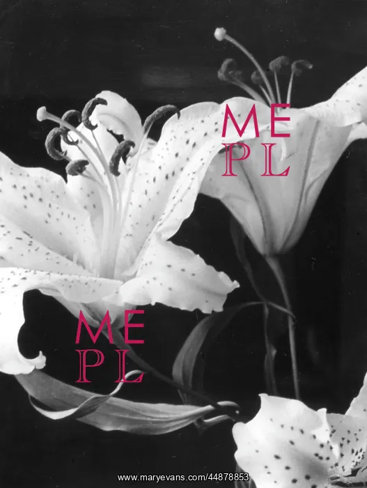 : TIGER LILIES : TIGER LILIES