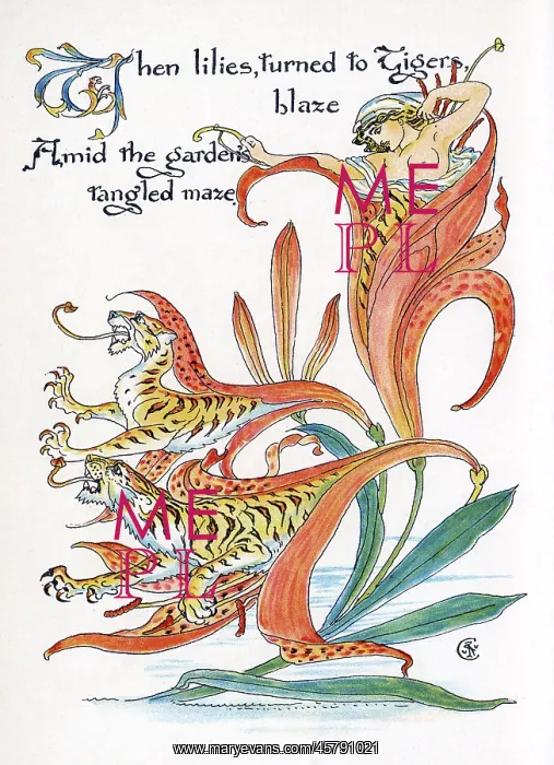 : Tiger Lilies : Tiger Lilies