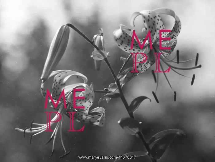 : TIGER LILY : TIGER LILY