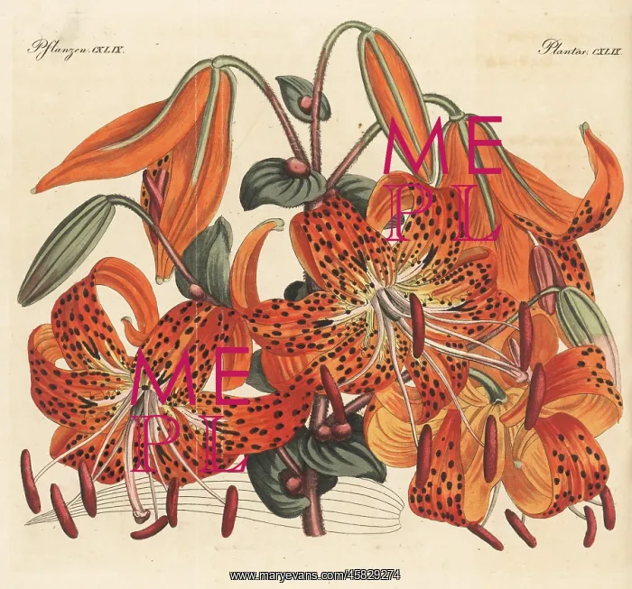 : Tiger lily, Lilium lancifolium : Tiger lily, Lilium lancifolium