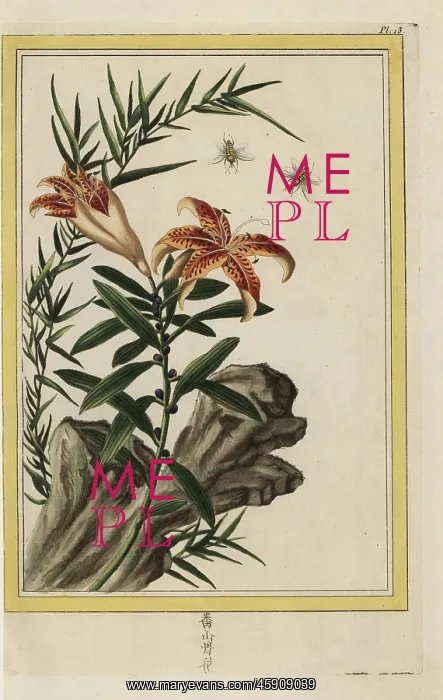 : Tiger lily, Lilium lancifolium : Tiger lily, Lilium lancifolium