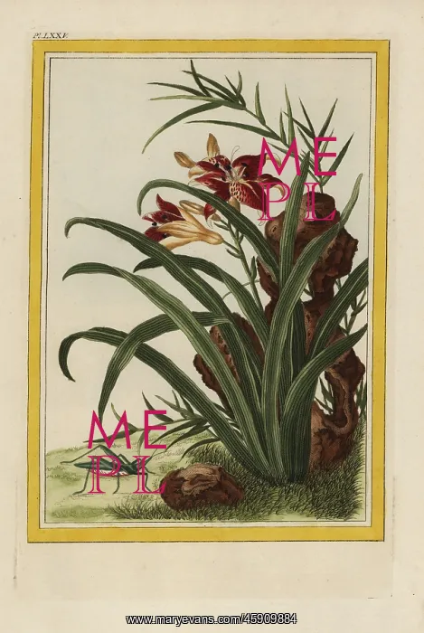 : Tiger lily, Lilium lancifolium : Tiger lily, Lilium lancifolium