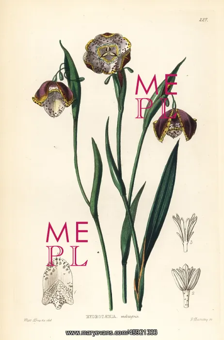 : Tiger lily, Tigridia meleagris : Tiger lily, Tigridia meleagris