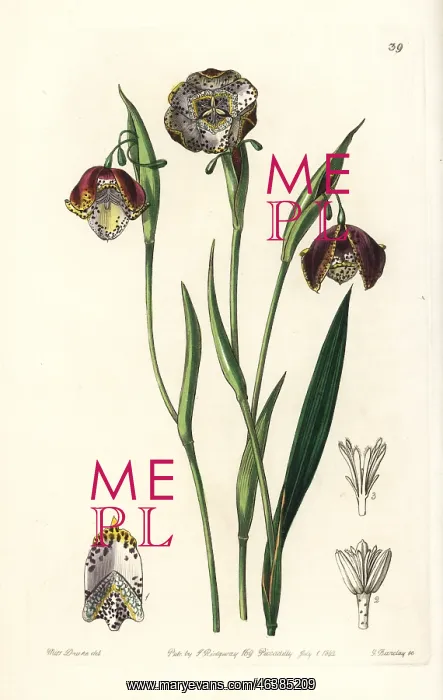 : Tiger lily, Tigridia meleagris : Tiger lily, Tigridia meleagris