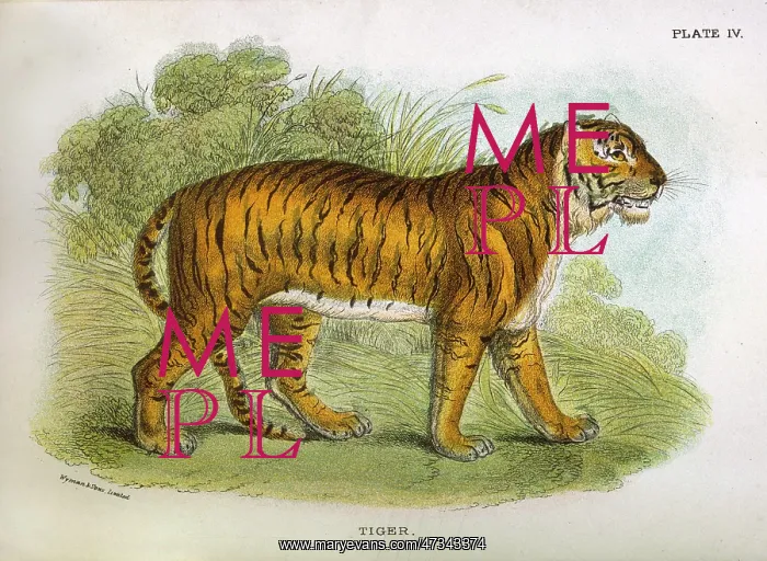  : TIGER  /  LYDEKKER C1860