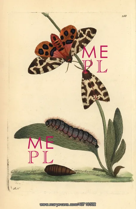 : Tiger moth, Arctia caja : Tiger moth, Arctia caja