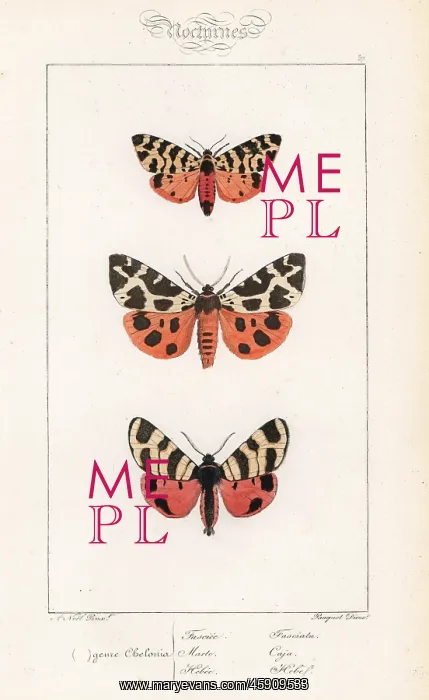 : Tiger moth, garden tiger and hebe tiger : Tiger moth, garden tiger and hebe tiger