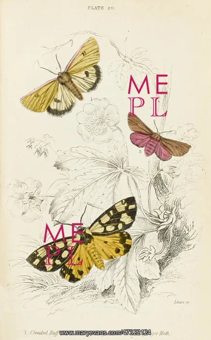  : TIGER MOTHS AND FRIEND