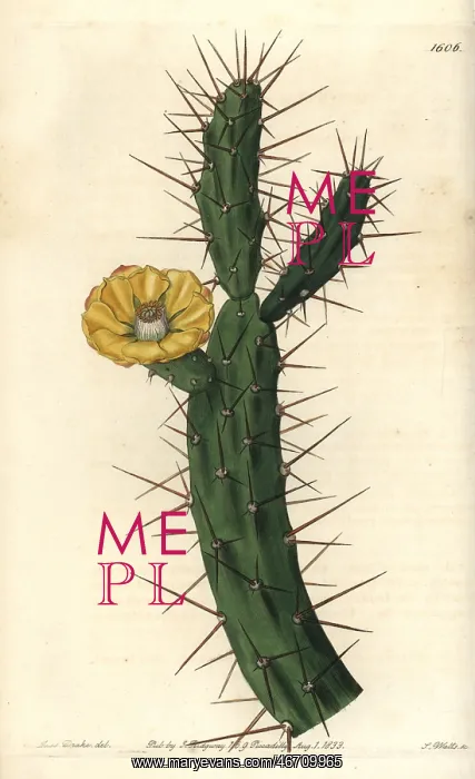 : Tiger pear, Opuntia aurantiaca : Tiger pear, Opuntia aurantiaca