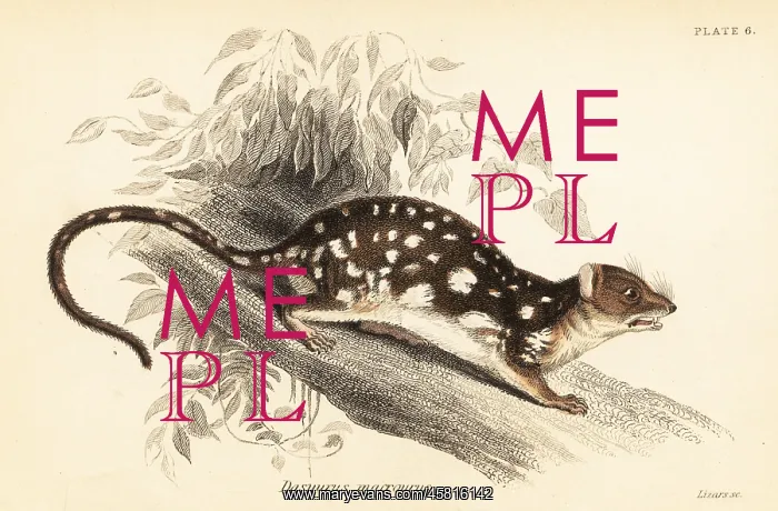 : Tiger quoll, Dasyurus maculatus : Tiger quoll, Dasyurus maculatus
