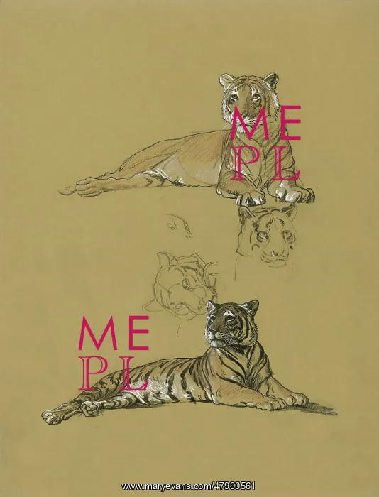  : Tiger reclining - studies and view of head