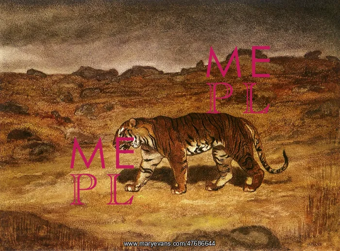  : Tiger Seeking its Prey