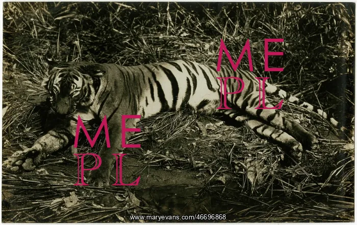  : Tiger - Singapore, Malaysia