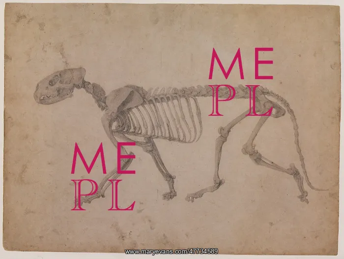  : Tiger Skeleton, Lateral View, by Stubbs