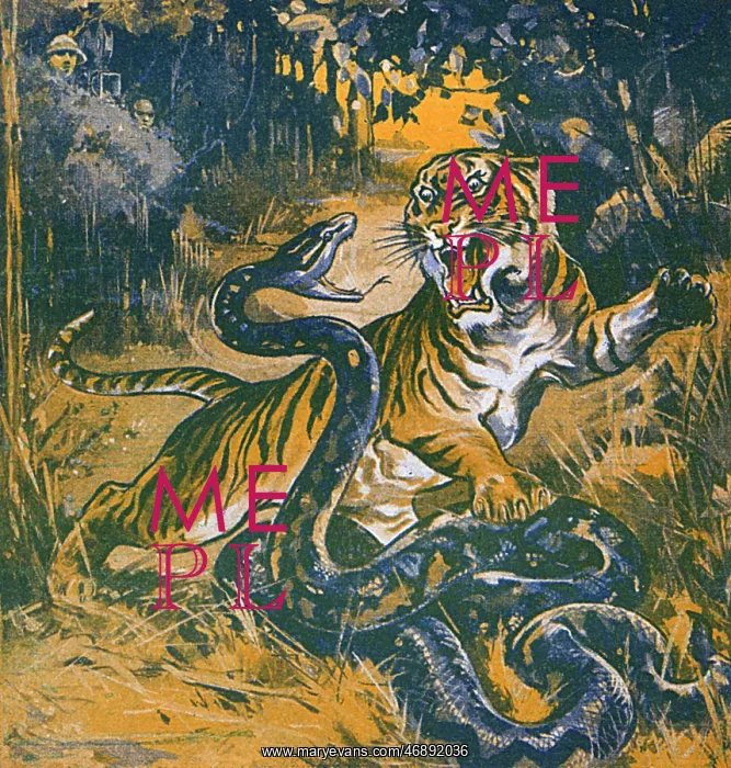 : Tiger and snake fight in the jungle : Tiger and snake fight in the jungle