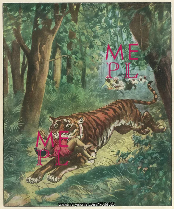 : TIGER STEALS BENGAL BABY : TIGER STEALS BENGAL BABY