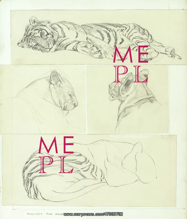  : Tiger Studies