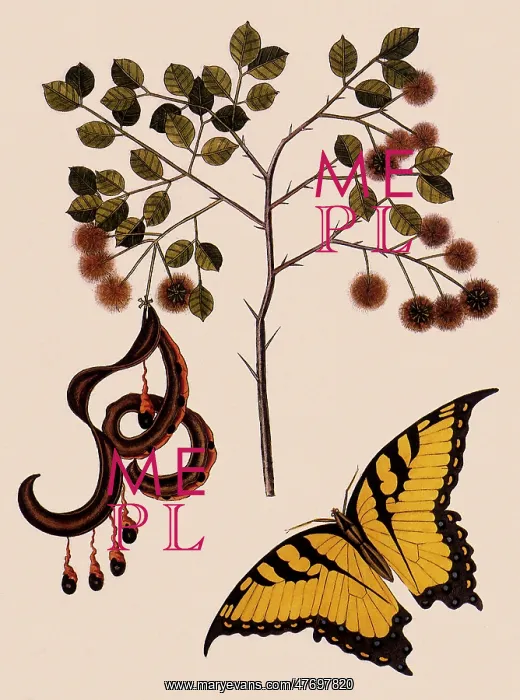 : Tiger Swallowtail : Tiger Swallowtail