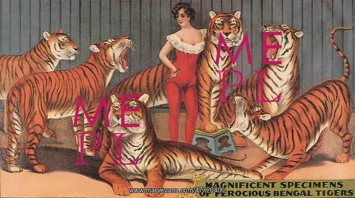  : Tiger Tamer