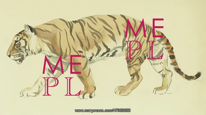  : Tiger Walking