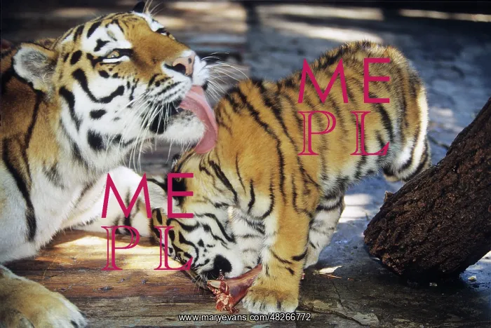: Tigers, 1997 : Tigers, 1997