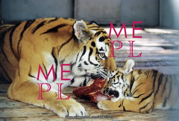 : Tigers, 1997 : Tigers, 1997