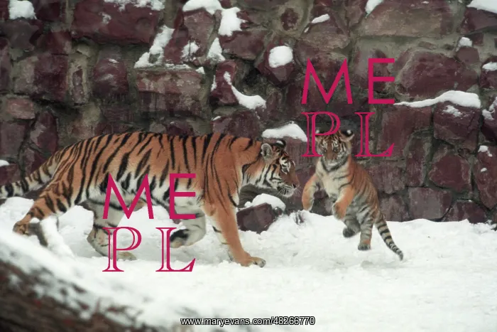 : Tigers, 1998 : Tigers, 1998