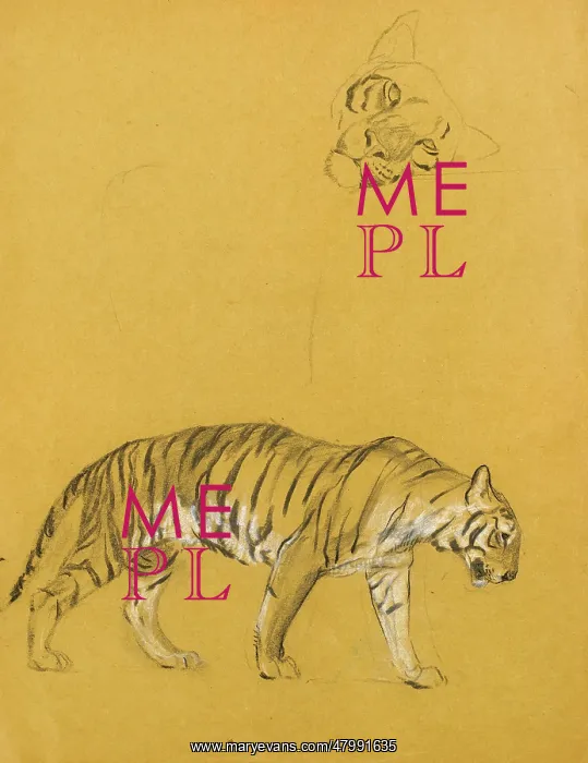  : Tigers. Studies of tigers