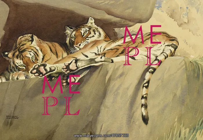 : Two Tigers relaxing on a rock shelf : Two Tigers relaxing on a rock shelf