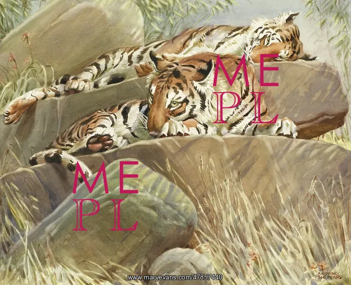 : Two Tigers resting on large rocks : Two Tigers resting on large rocks