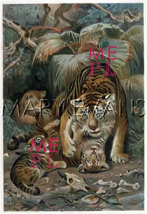  : TIGRESS AND CUBS
