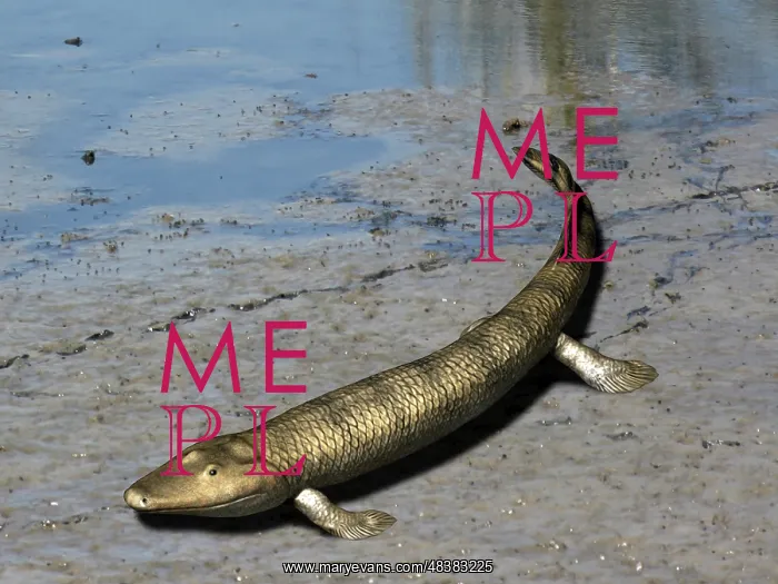 : Tiktaalik is an extinct lobe-finned fish from the Late ? : Tiktaalik is an extinct lobe-finned fish from the Late ?