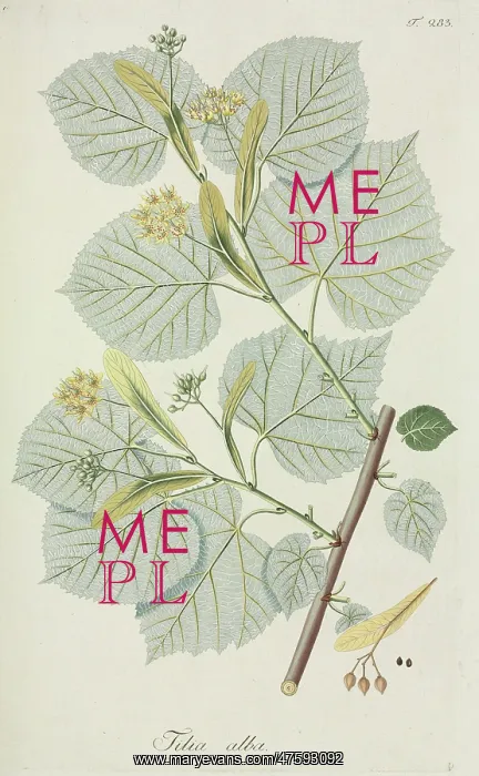 : Tilia alba : Tilia alba