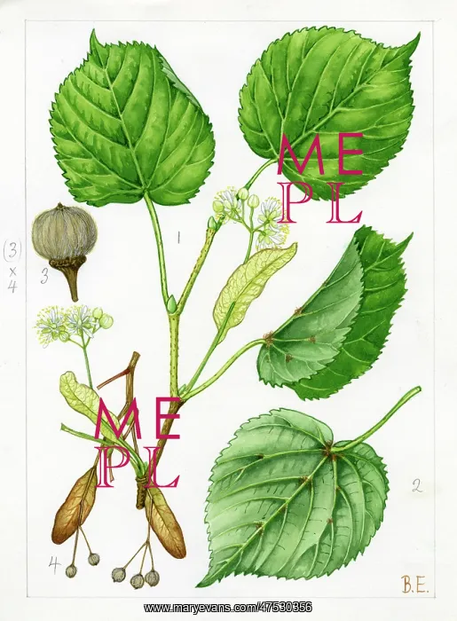 : Tilia cordata - small-leaved lime : Tilia cordata - small-leaved lime