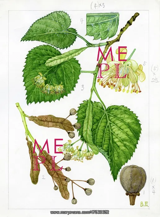 : Tilia platyphyllos - large-leaved lime : Tilia platyphyllos - large-leaved lime
