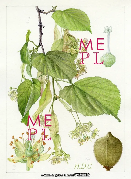 : Tilia x europaea - common lime : Tilia x europaea - common lime