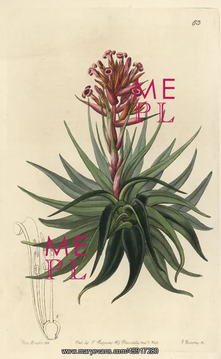 : Tillandsia geminiflora : Tillandsia geminiflora